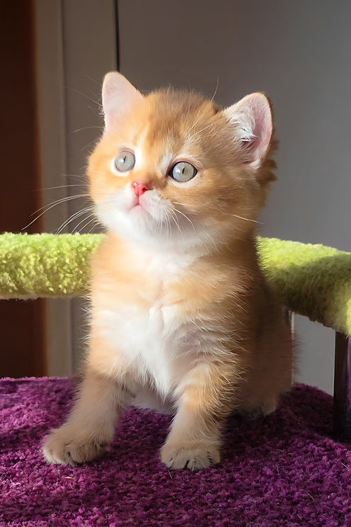 Link | Scottish Straight Kitten