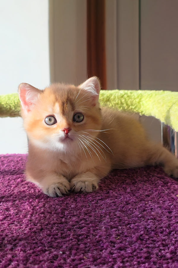 Link | Scottish Straight Kitten