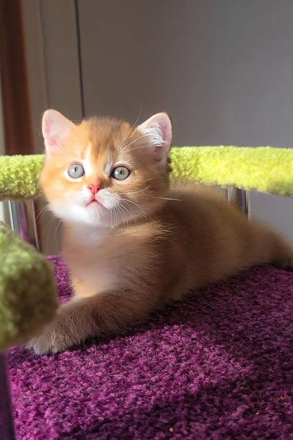 Link | Scottish Straight Kitten