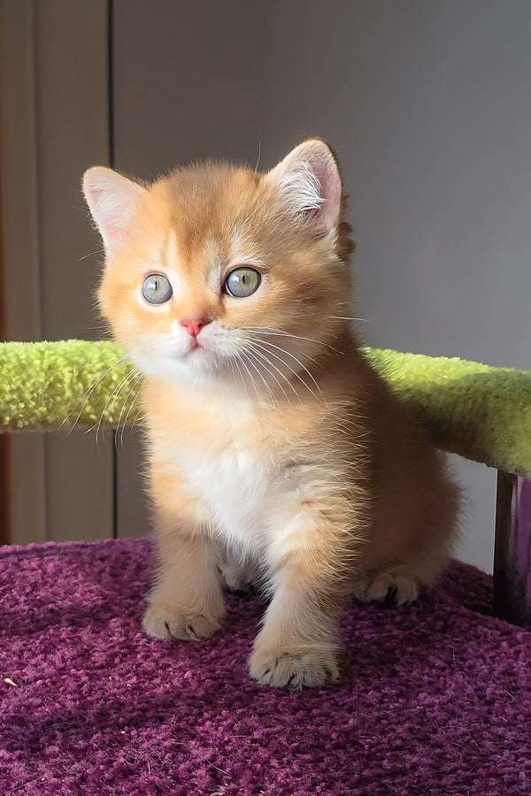 Link | Scottish Straight Kitten