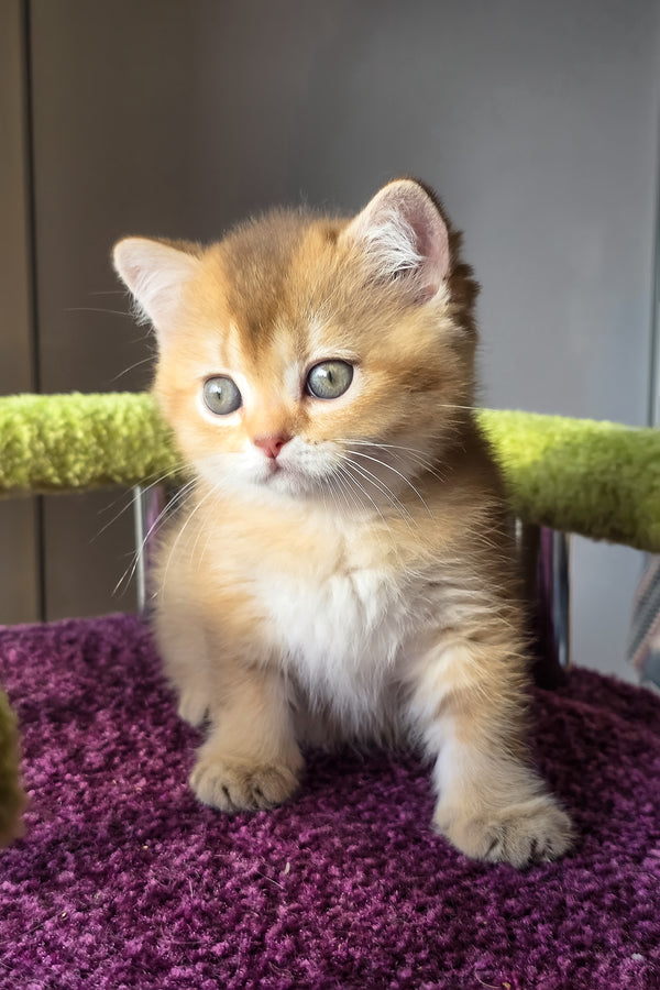 Link | Scottish Straight Kitten