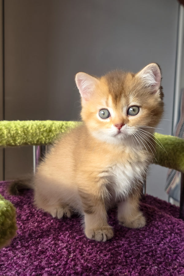Link | Scottish Straight Kitten
