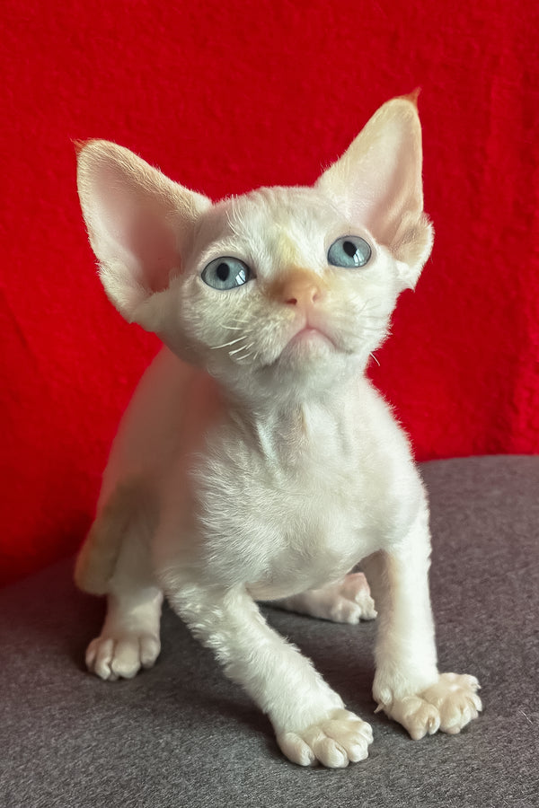Liora | Devon Rex Kitten