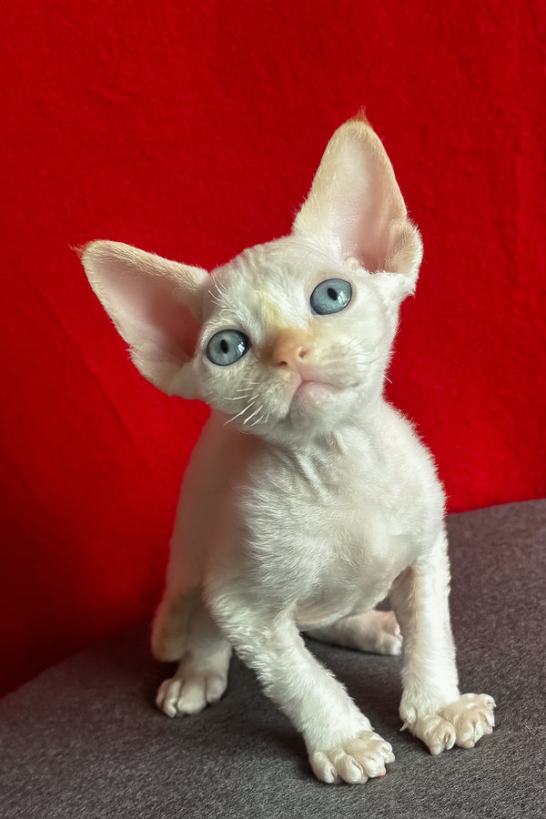 Liora | Devon Rex Kitten