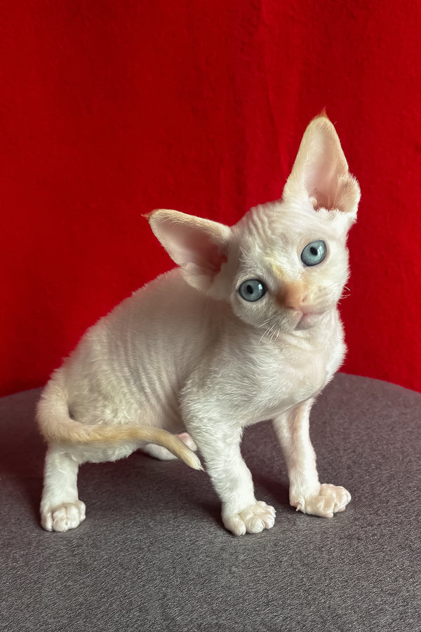 Liora | Devon Rex Kitten