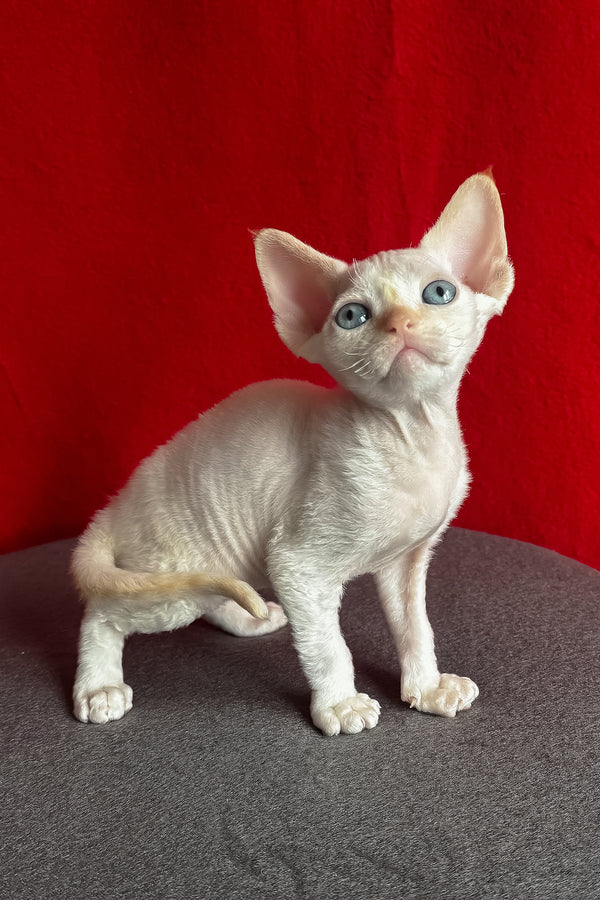 Liora | Devon Rex Kitten