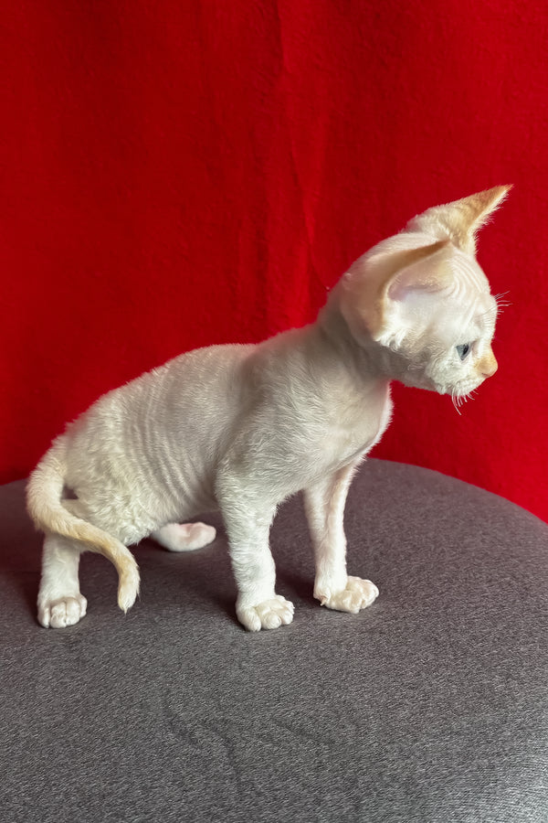 Liora | Devon Rex Kitten