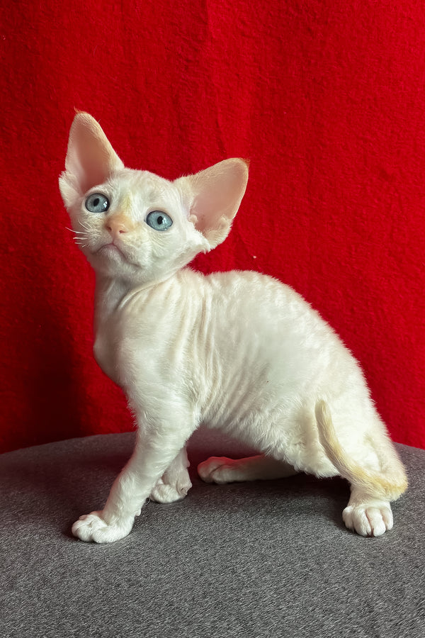 Liora | Devon Rex Kitten