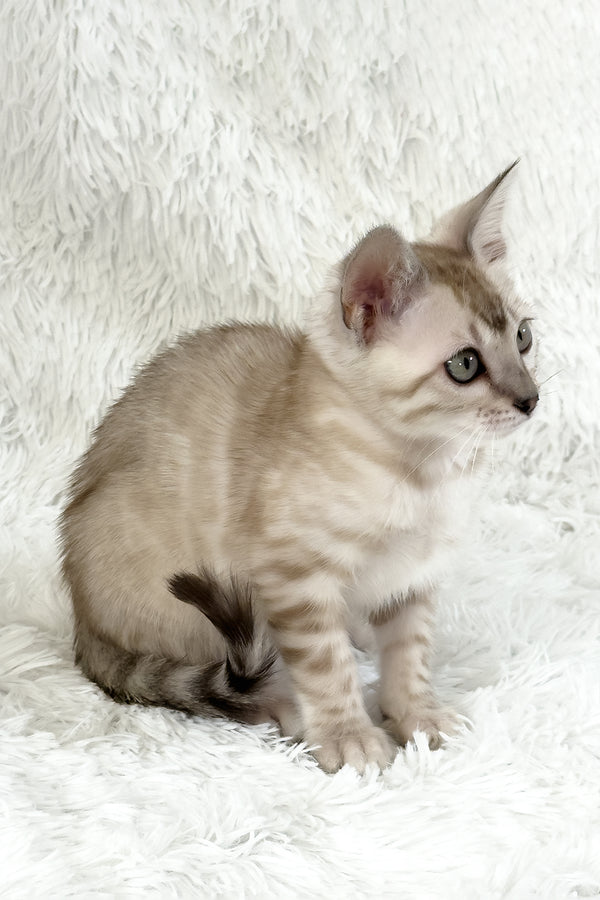 Lira | Bengal Kitten