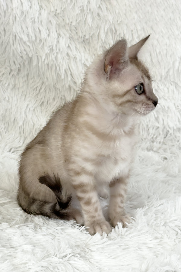 Lira | Bengal Kitten