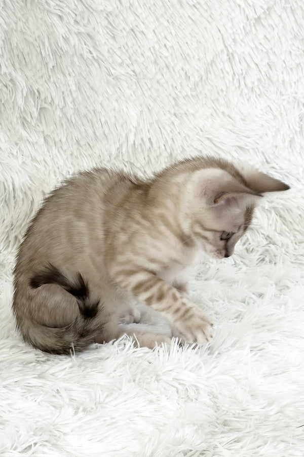 Lira | Bengal Kitten