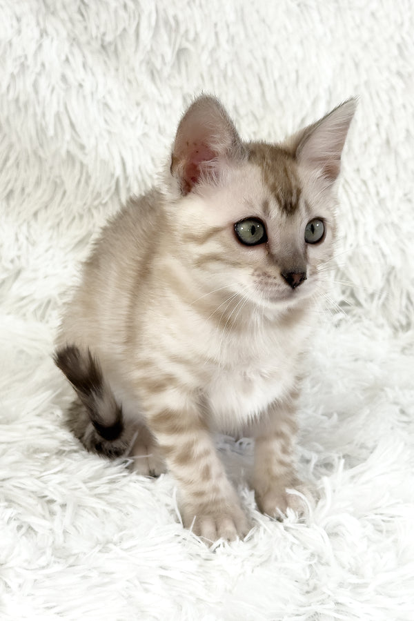 Lira | Bengal Kitten