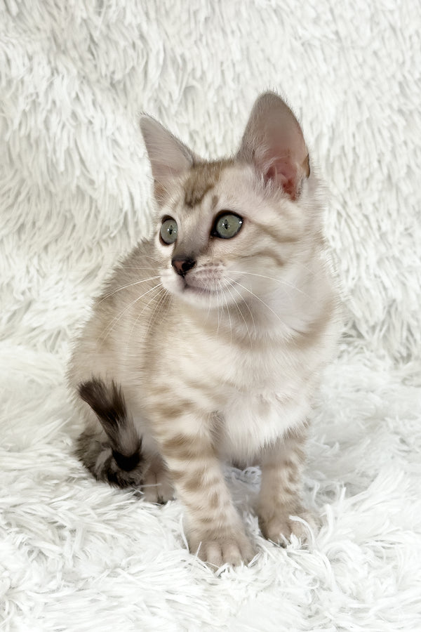 Lira | Bengal Kitten