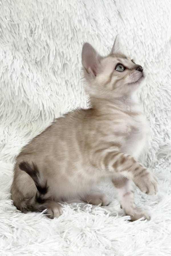 Lira | Bengal Kitten