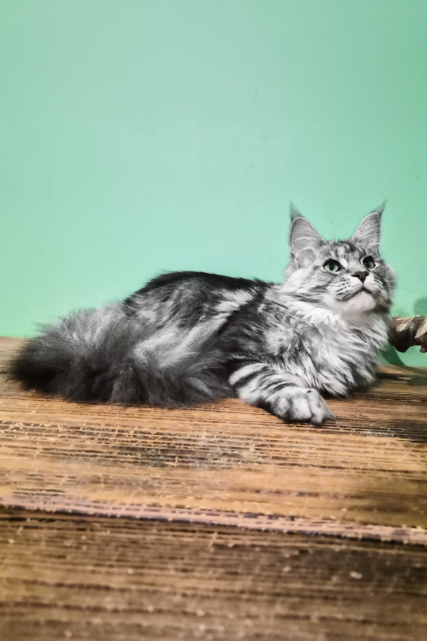Lisa | Maine Coon Kitten