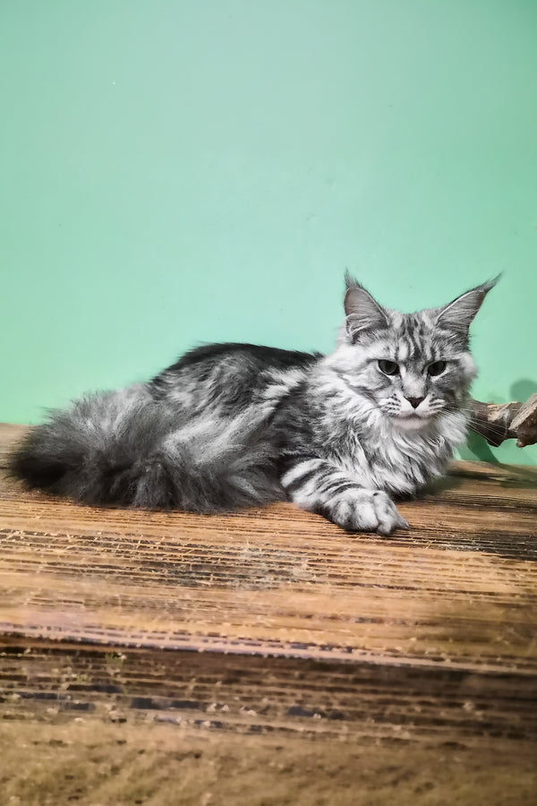 Lisa | Maine Coon Kitten