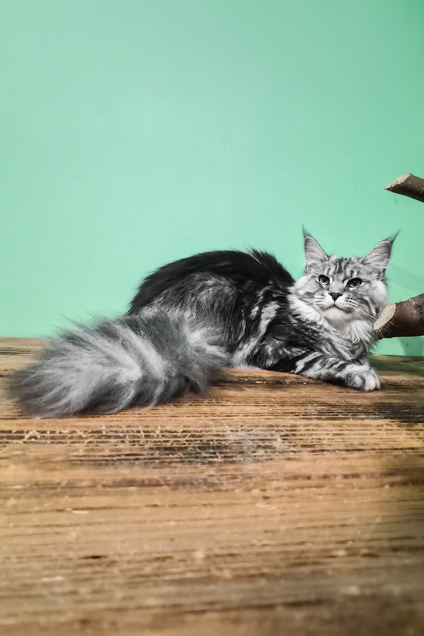 Lisa | Maine Coon Kitten