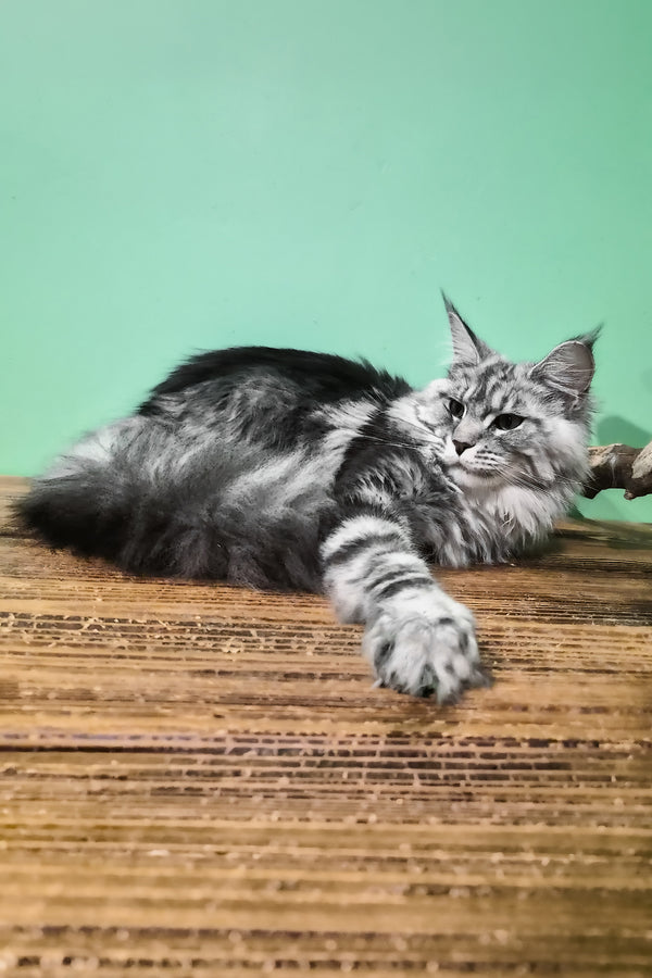 Lisa | Maine Coon Kitten