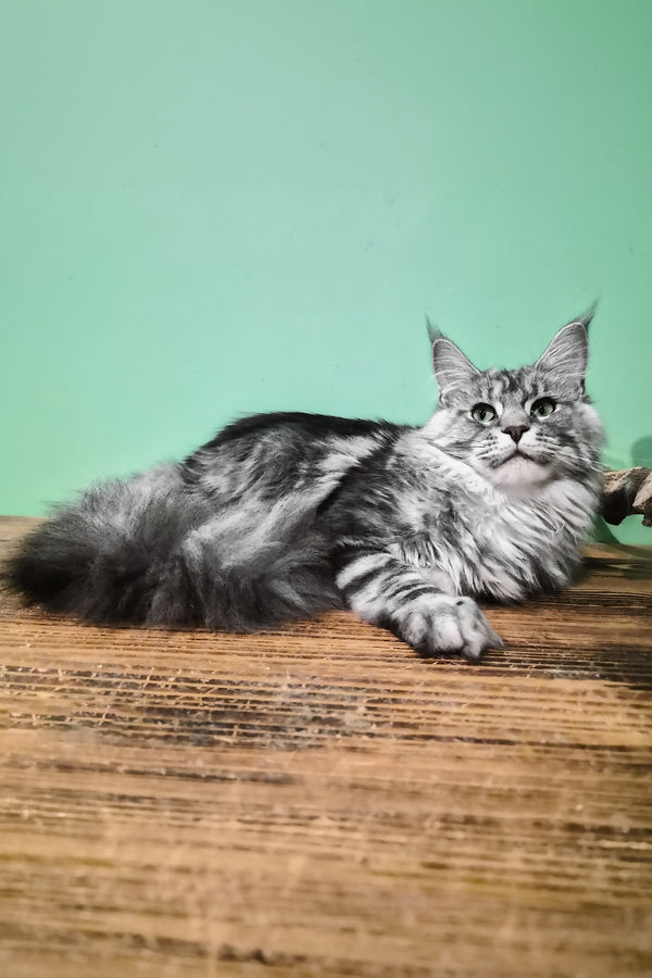 Lisa | Maine Coon Kitten