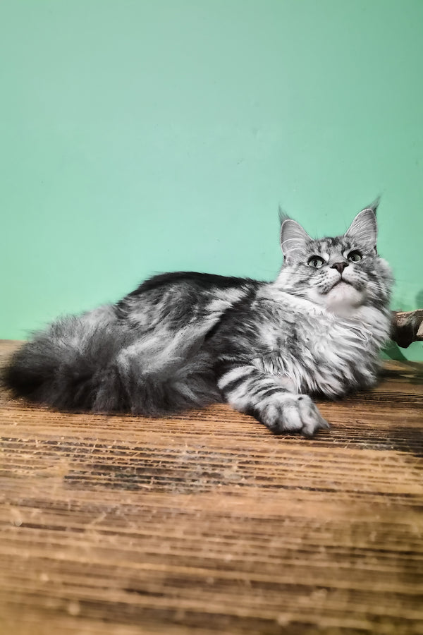 Lisa | Maine Coon Kitten