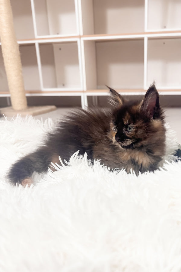 Livia | Maine Coon Kitten