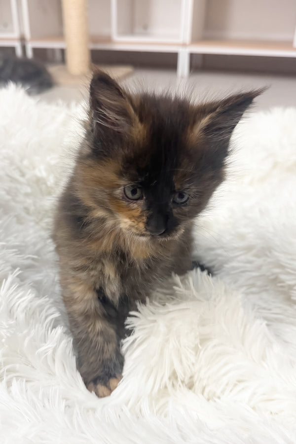 Livia | Maine Coon Kitten