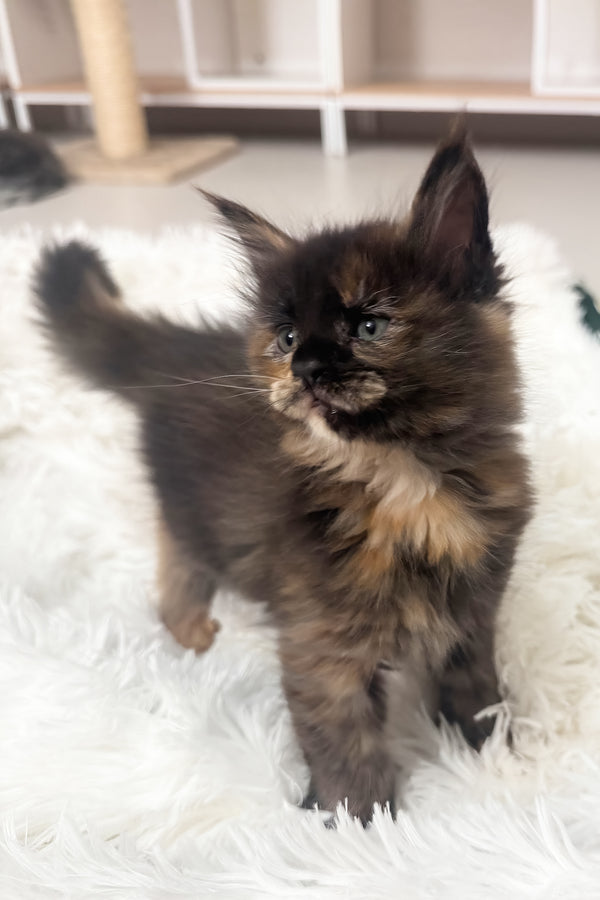 Livia | Maine Coon Kitten