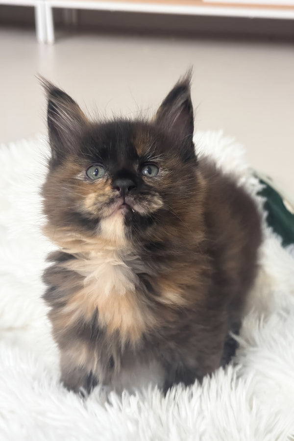 Livia | Maine Coon Kitten
