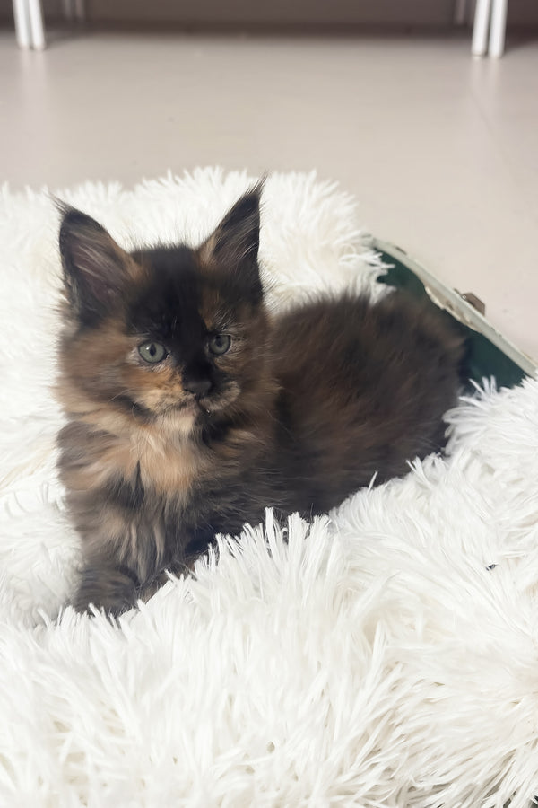 Livia | Maine Coon Kitten
