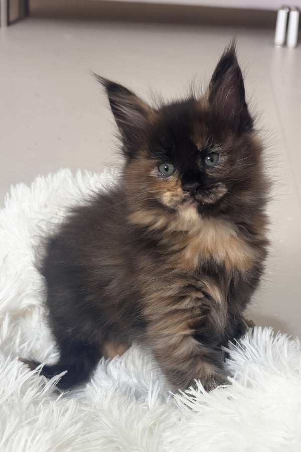 Livia | Maine Coon Kitten