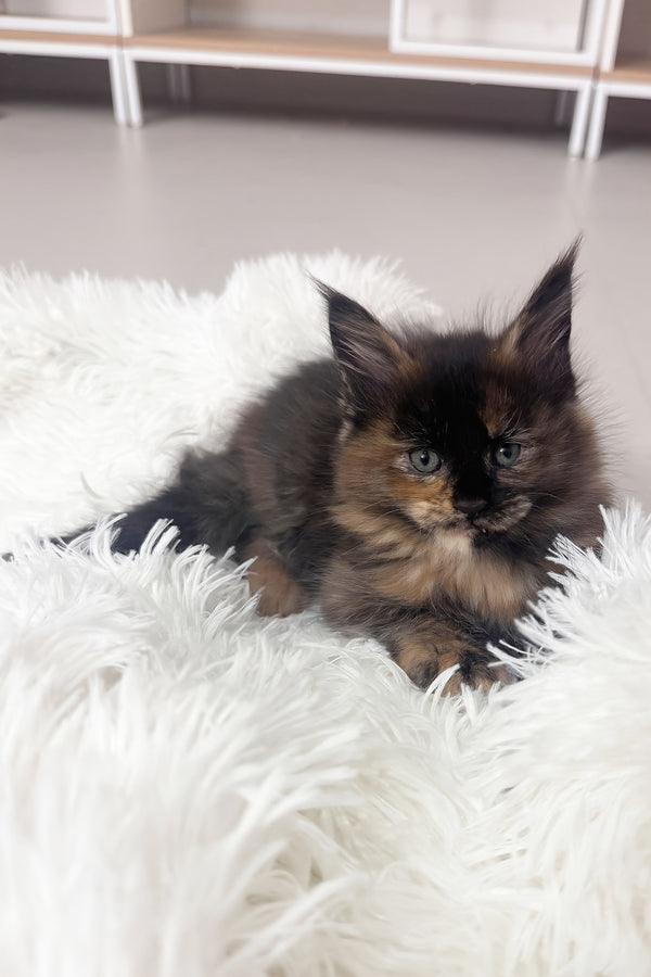 Livia | Maine Coon Kitten