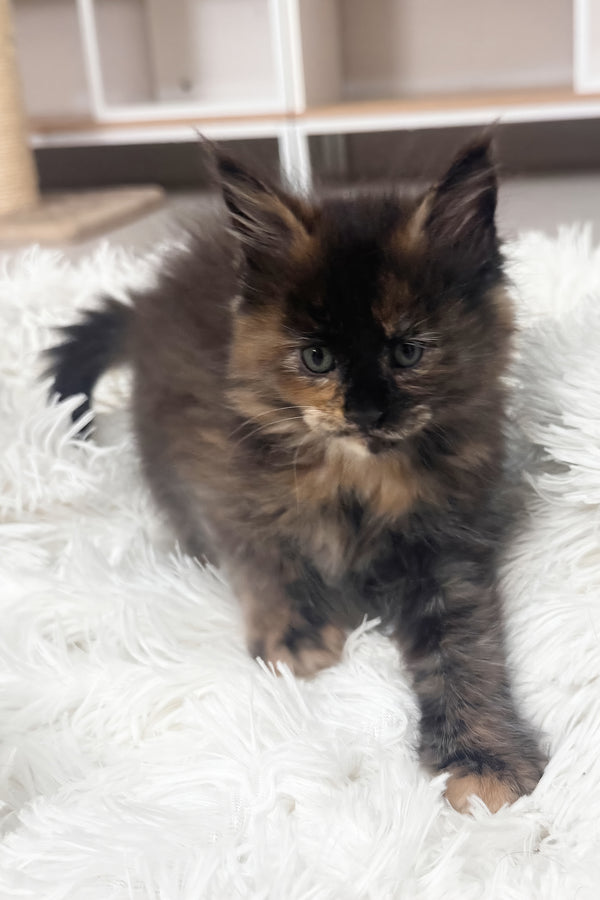 Livia | Maine Coon Kitten