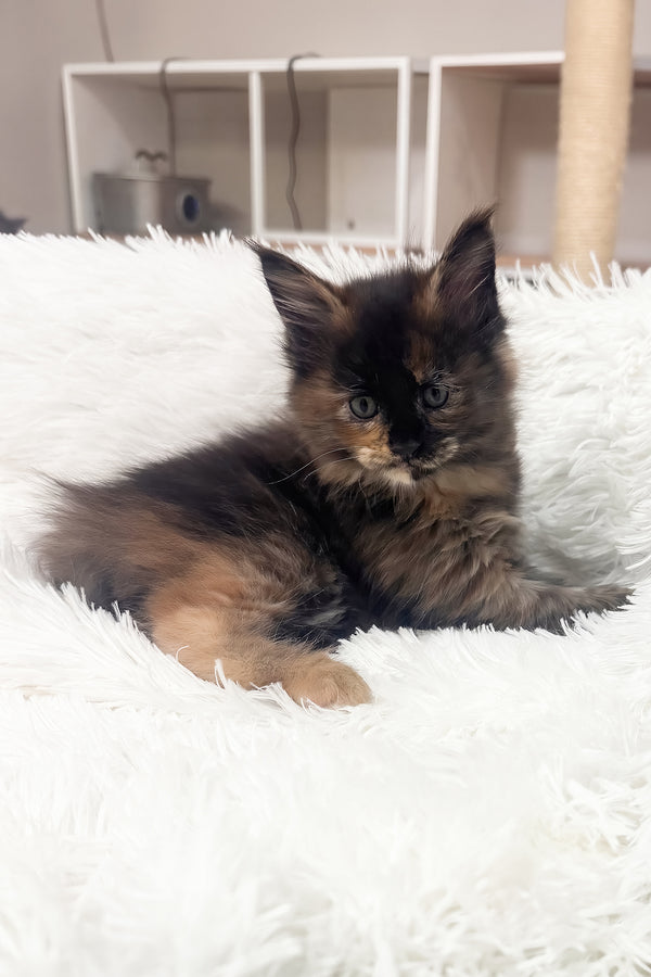 Livia | Maine Coon Kitten