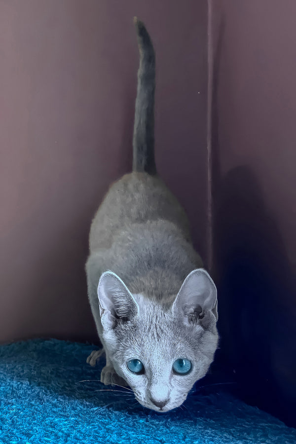 Loki | Russian Blue Kitten