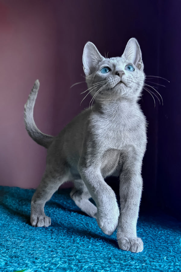 Loki | Russian Blue Kitten