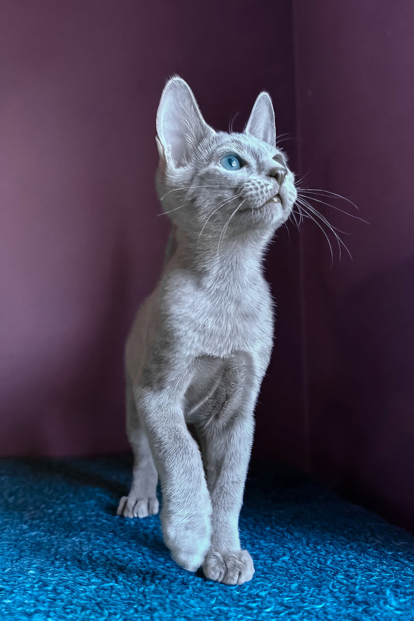 Loki | Russian Blue Kitten