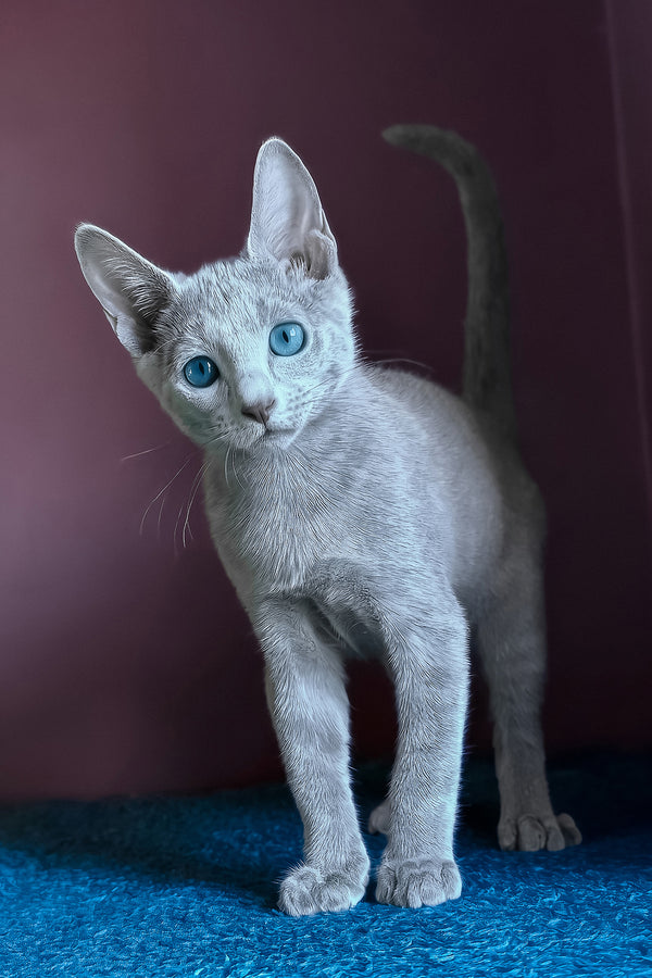 Loki | Russian Blue Kitten