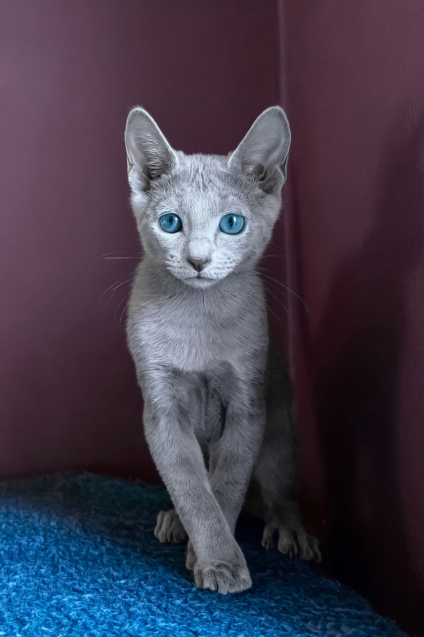 Loki | Russian Blue Kitten