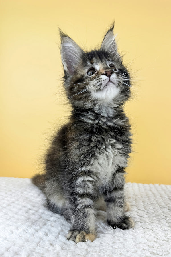 Lora | Maine Coon Kitten