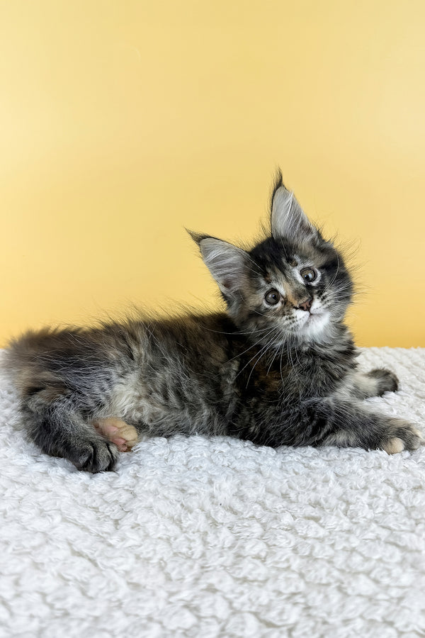 Lora | Maine Coon Kitten