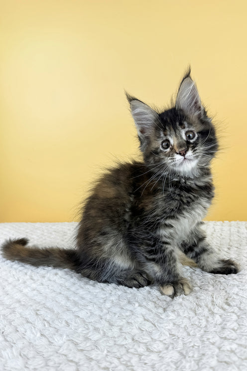 Lora | Maine Coon Kitten