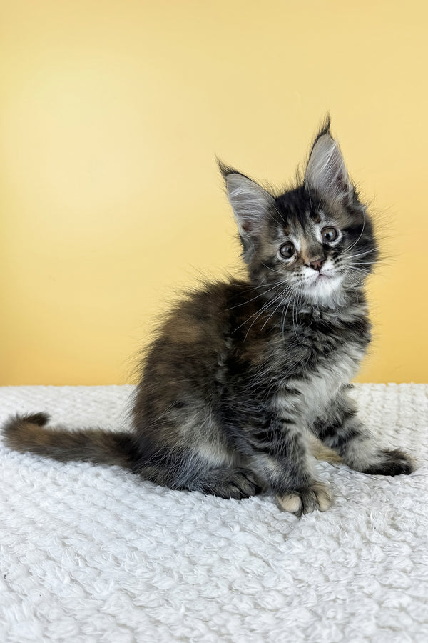 Lora | Maine Coon Kitten