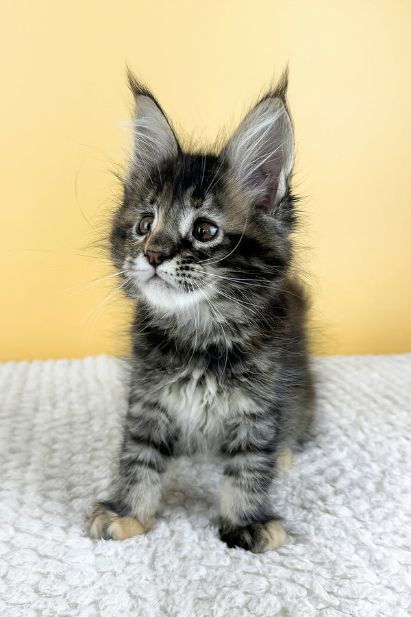 Lora | Maine Coon Kitten