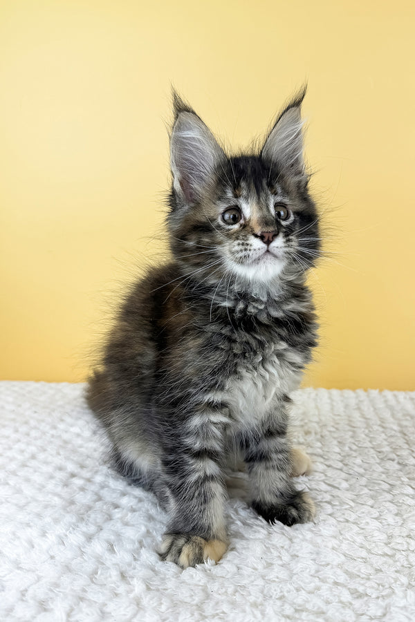 Lora | Maine Coon Kitten
