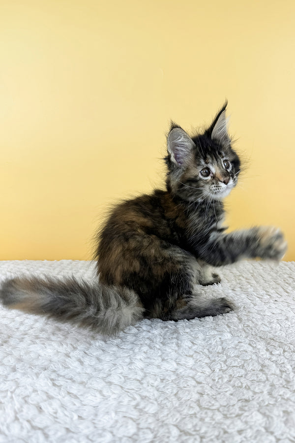Lora | Maine Coon Kitten