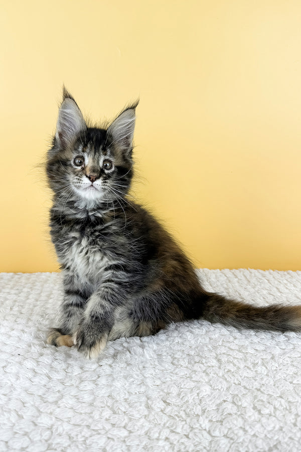 Lora | Maine Coon Kitten