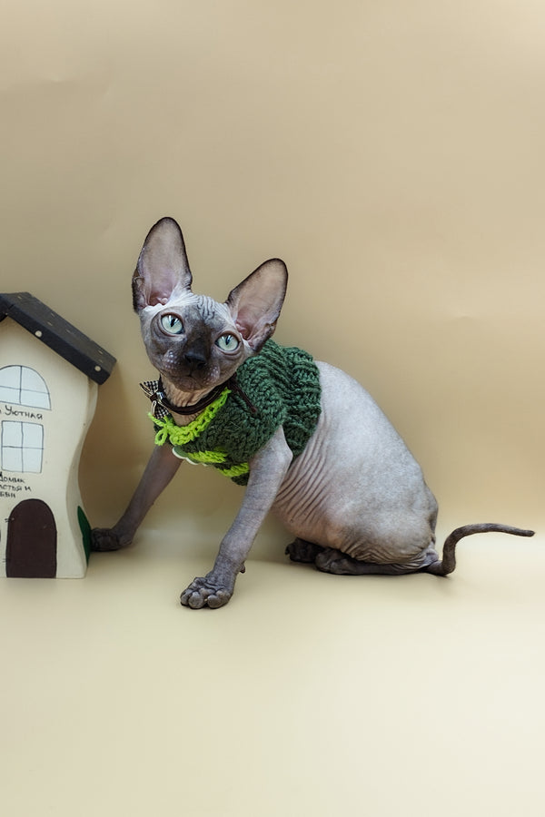 Lord | Sphynx Kitten