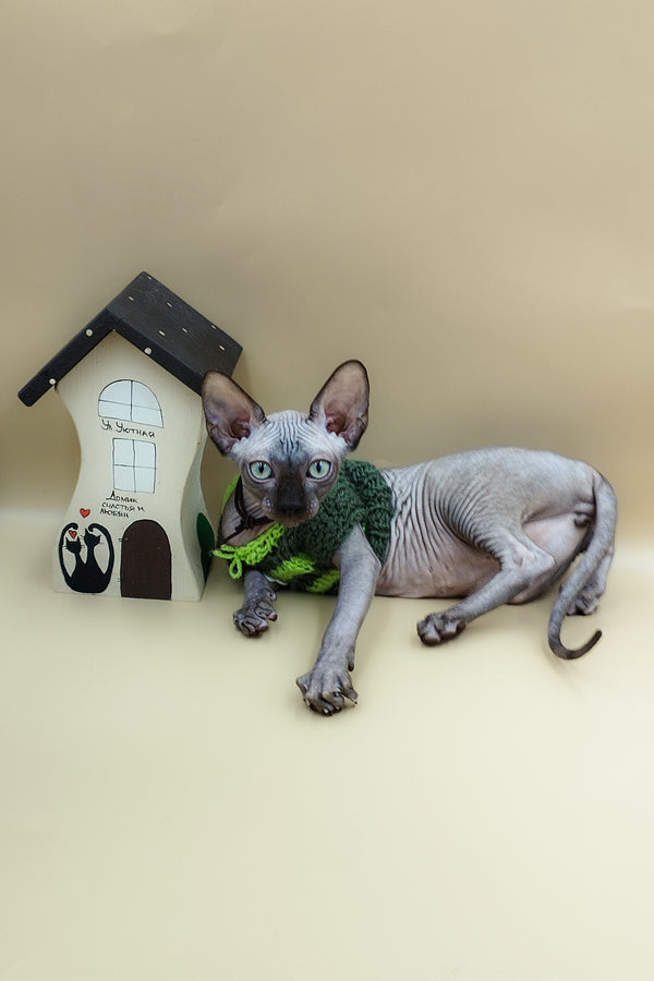 Lord | Sphynx Kitten