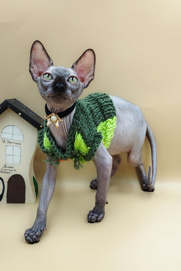 Lord | Sphynx Kitten