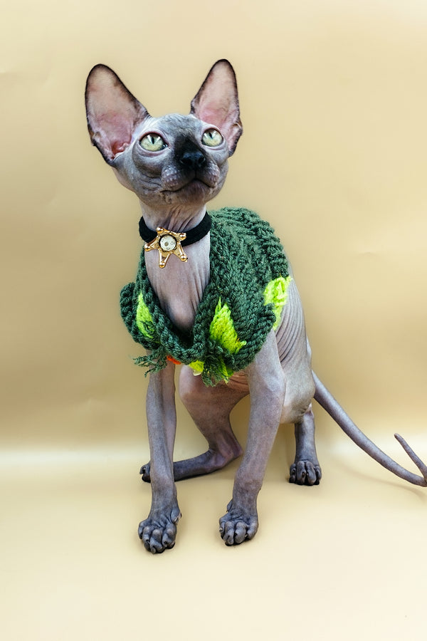 Lord | Sphynx Kitten